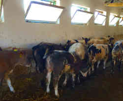 gallery image thumbnail