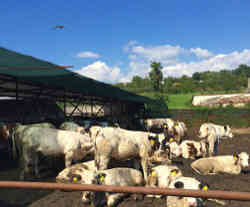 gallery image thumbnail