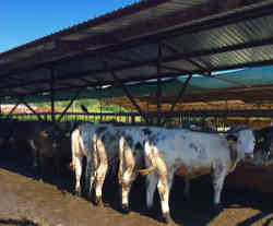 gallery image thumbnail