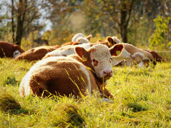 gallery image thumbnail