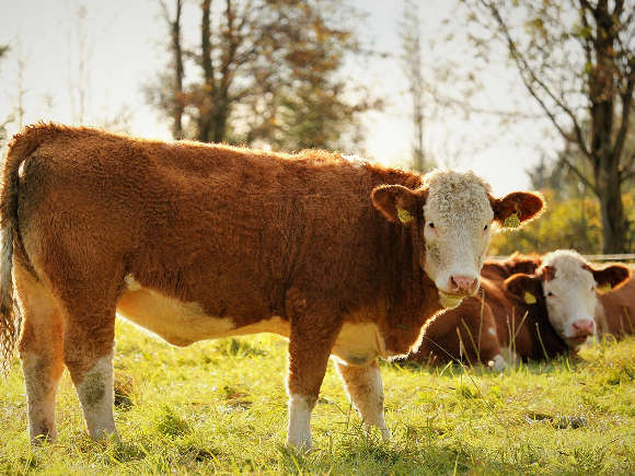 gallery image thumbnail