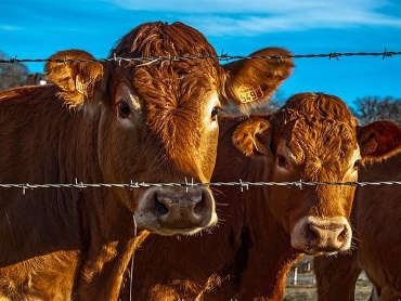 gallery image thumbnail